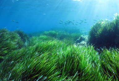 Herbier de Posidonie - Posidonia oceanica