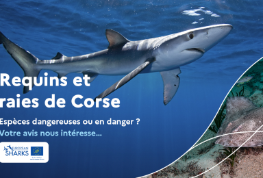 Affiche pour le questionnaire "requins et raies de Corse"