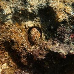 La Datte de mer (Lithophaga lithophaga) - espèce protégée
